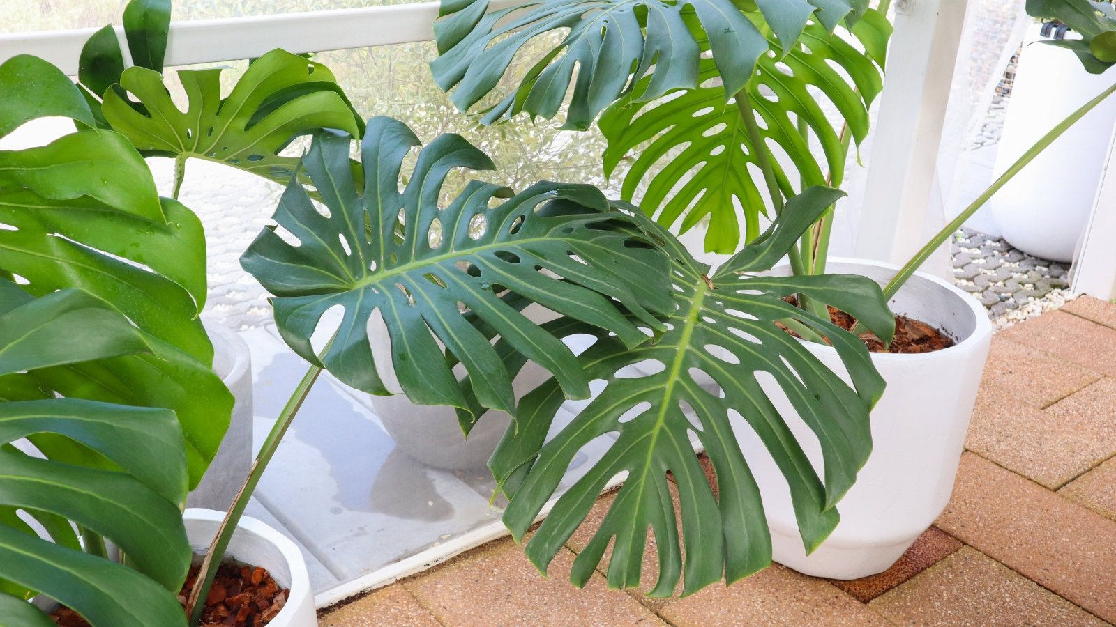 Large, perforated green leaves with characteristic splits and holes, distinctive of Monstera deliciosa, creating a bold tropical vibe.