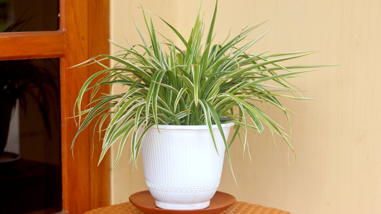 Long, arching leaves with green and white stripes, a classic appearance of Chlorophytum comosum, forming a full, cascading display.