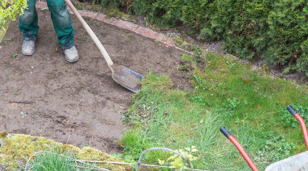 A man is diligently using a gardening spade to remove the old grass sward. The brown soil, exposed after the removal, contrasts starkly with the withered, lifeless grass, emphasizing the need for rejuvenation.
