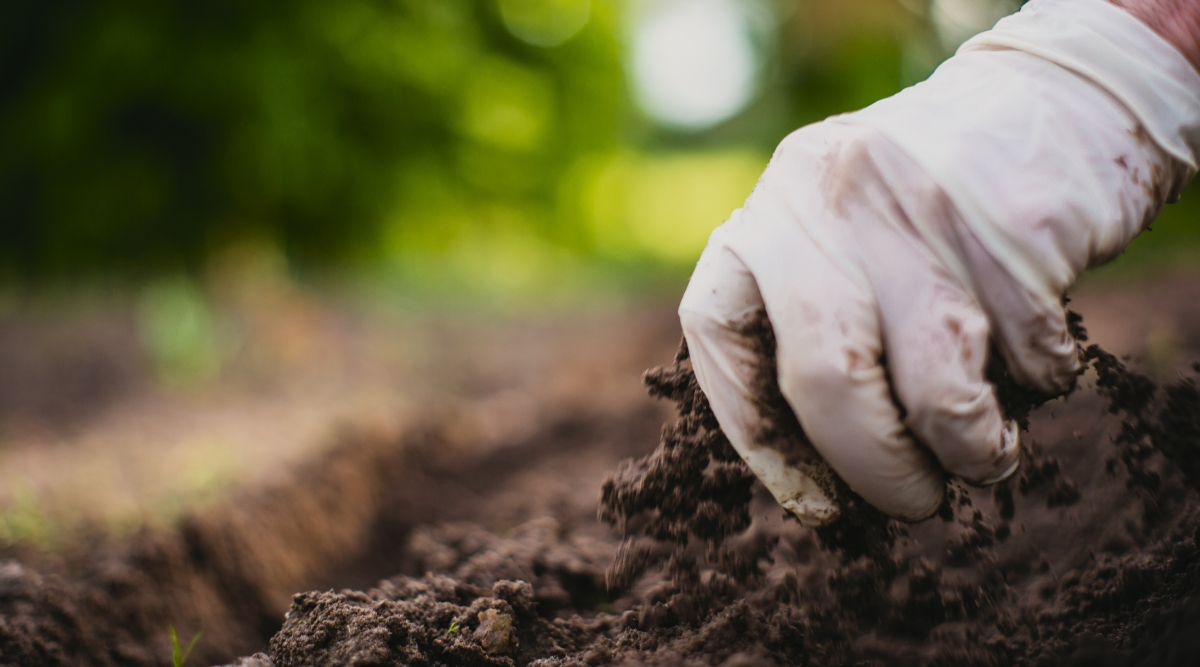 White-gloved hand gently cradles the rich, brown soil, ready for loosening. The earth is moist and teeming with life, promising fertile ground for planting and growth.
