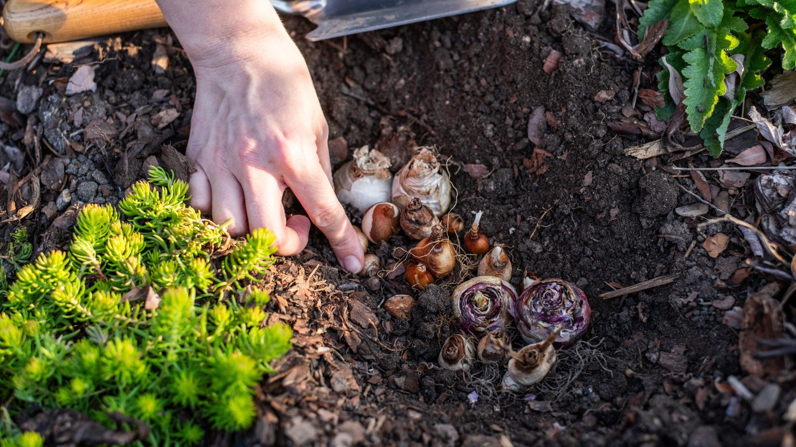 A shot of a person's hand putting various bulbous plants in the soil with other small foliage in the background that is situated in a well lit outdoor garden area.