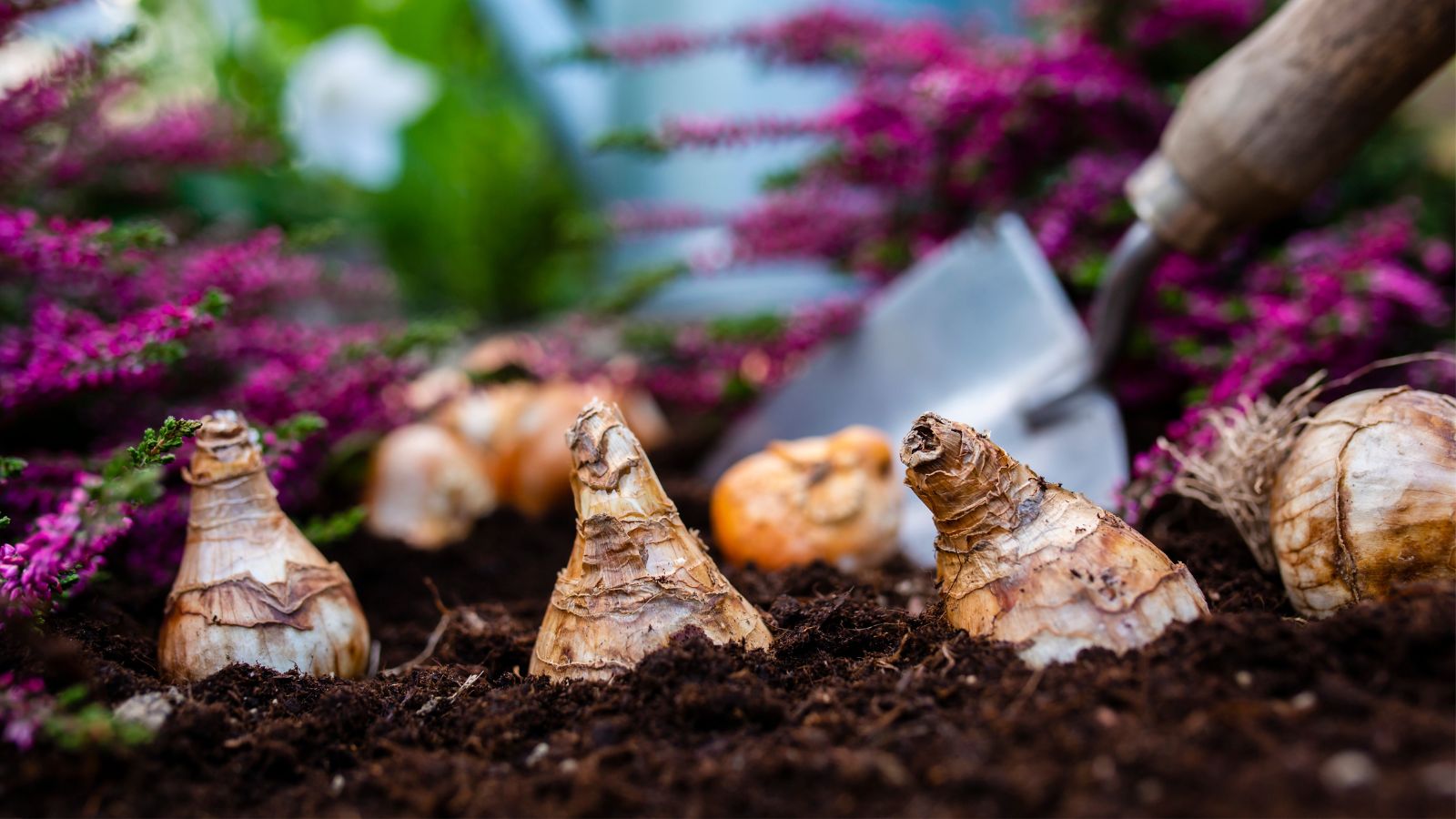 A focused shot of brown tubers of plants halfway in soil with various magenta colored flowers in the background along with a shovel with a wooden handle.