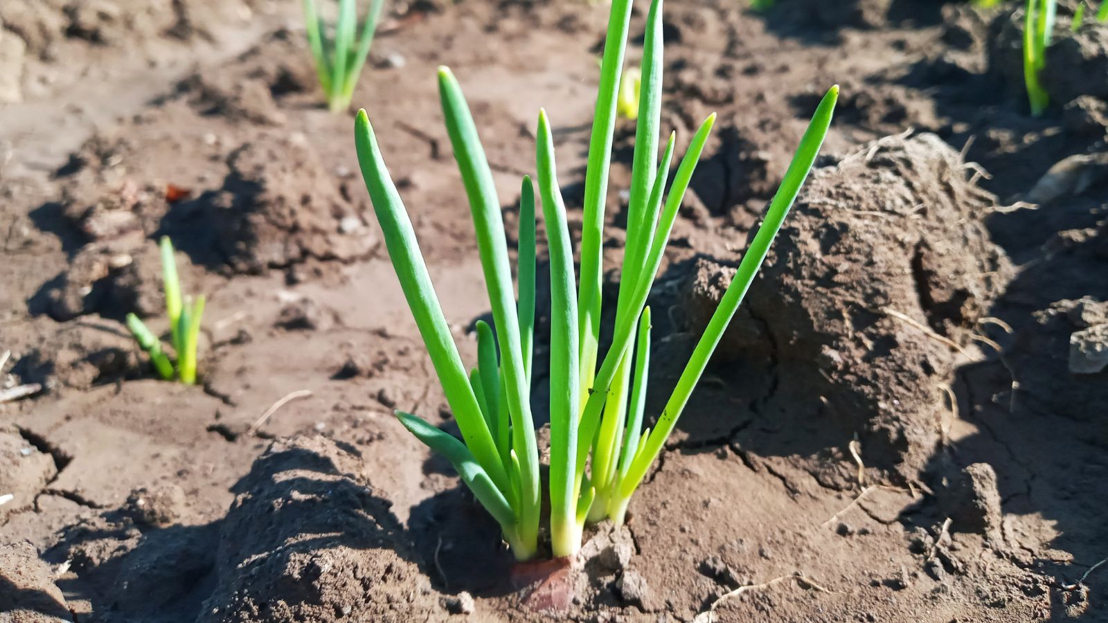 A close up shot of a bulbous red onion plant thriving in a bright sunlit area outdoors.