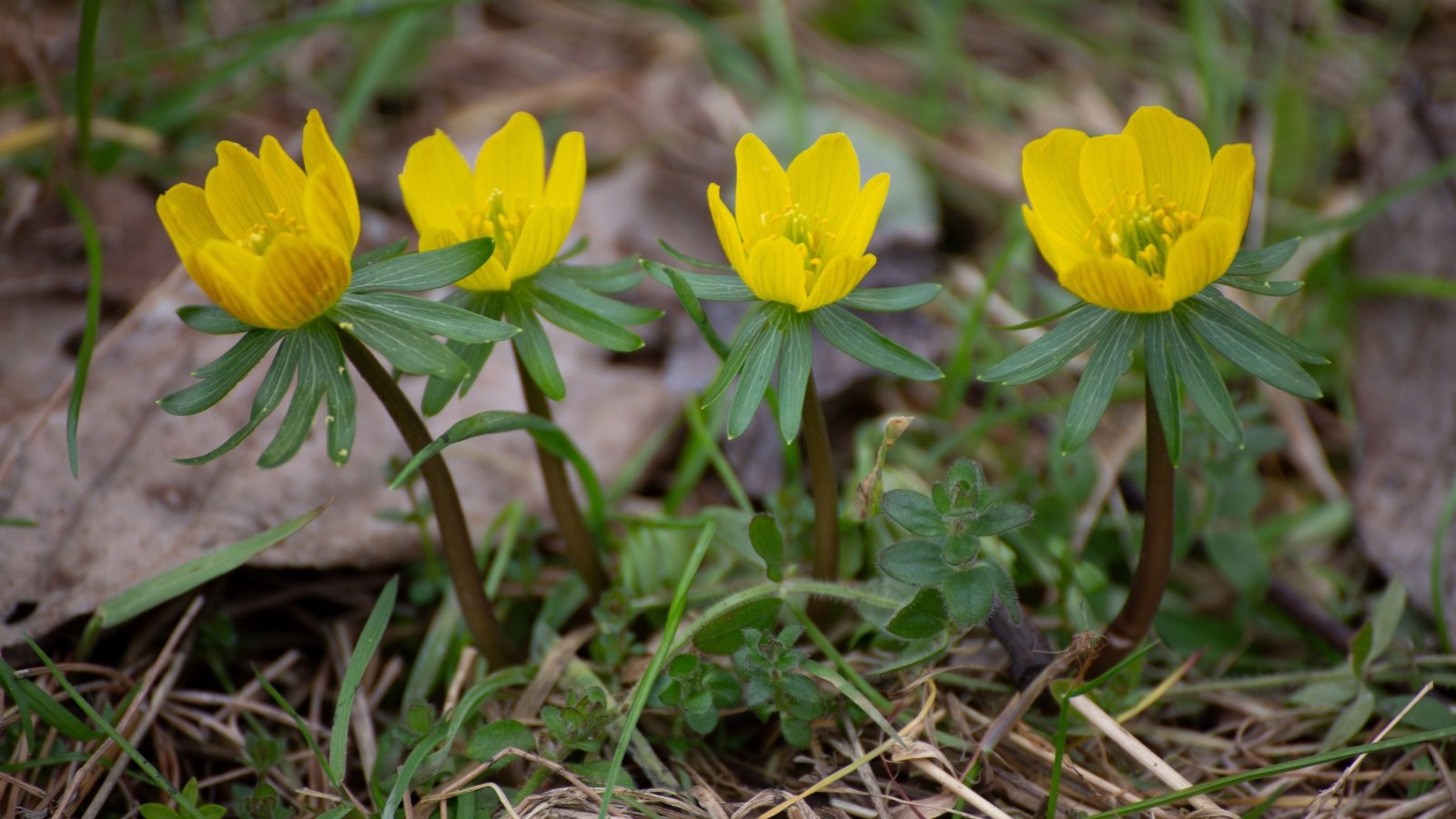 Bright yellow, cup-shaped flowers bloom low to the ground, surrounded by glossy, palmate leaves that create a lush green base.