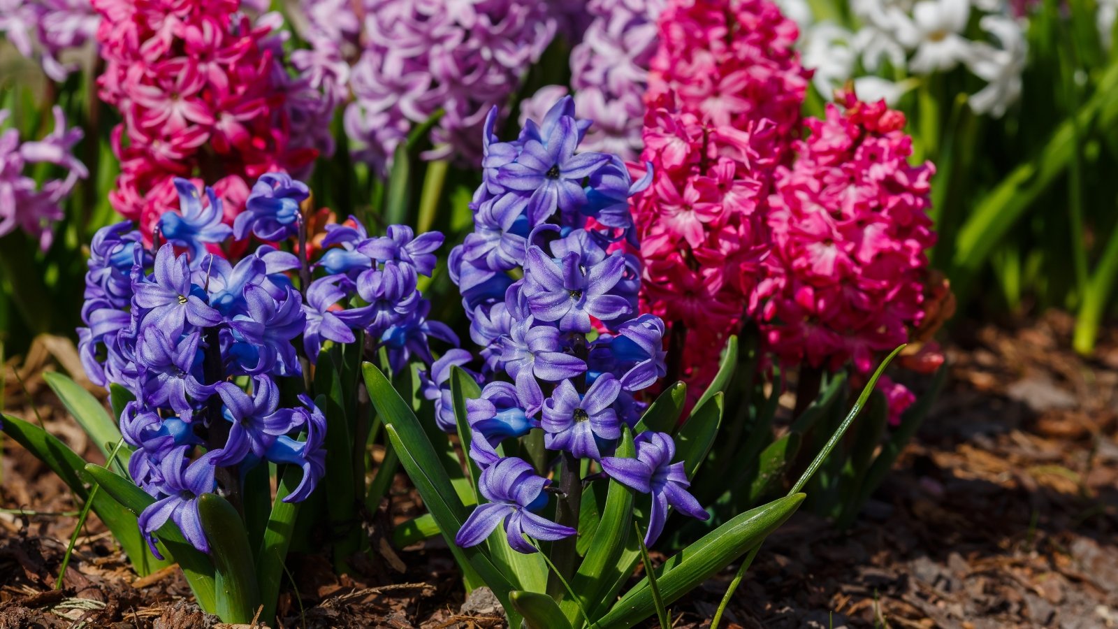 Dense spikes of tubular flowers in shades of blue, pink, and purple cluster tightly atop stout stems, with thick, glossy green leaves emerging at the base.