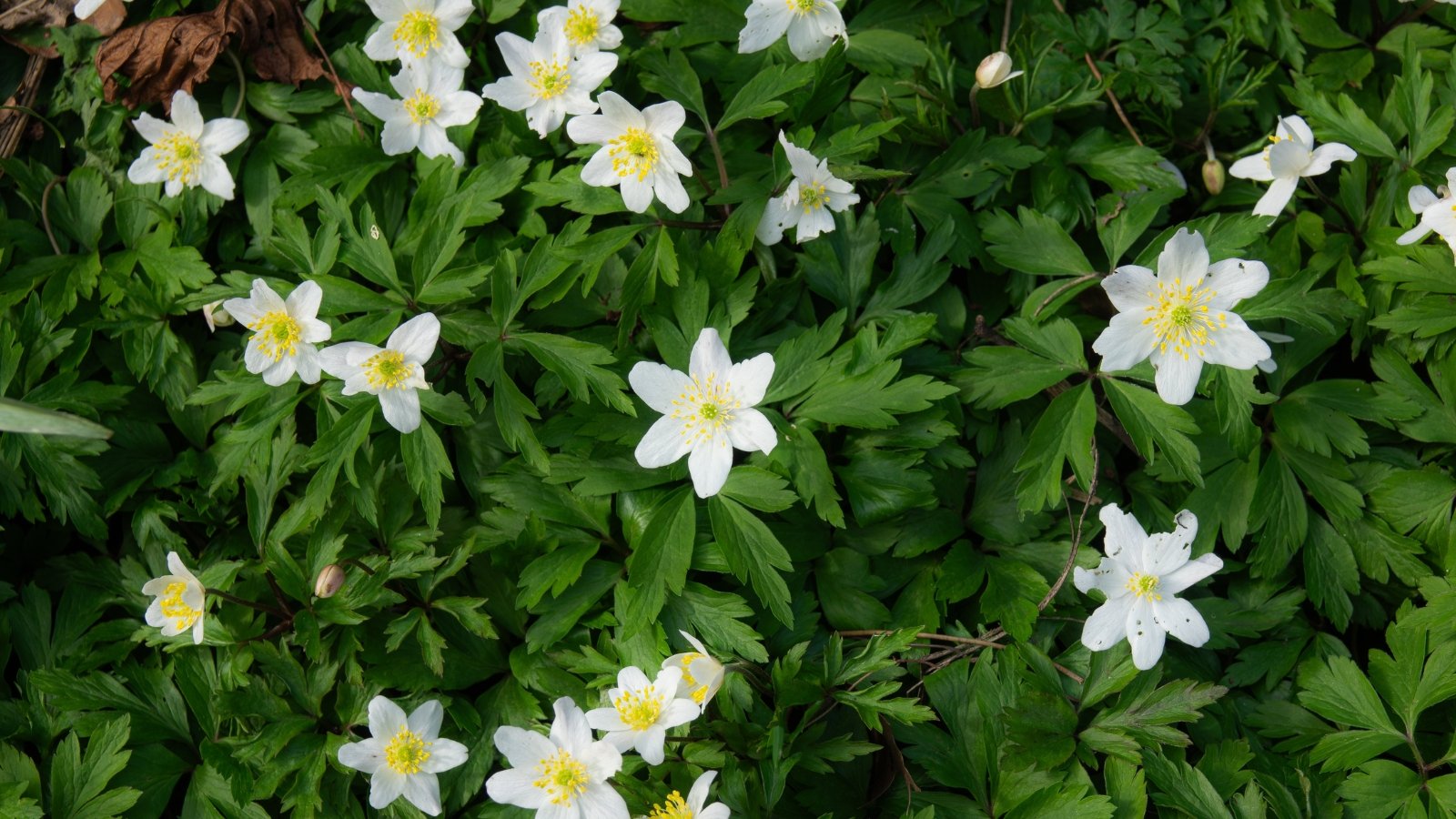 Delicate white flowers bloom on slender stems, complemented by dark green, palmate leaves that form a low-growing carpet.
