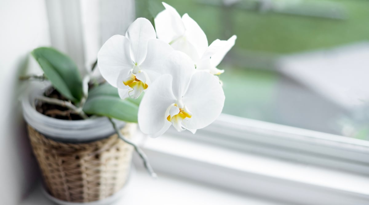 A close-up reveals the delicate beauty of a white Phalaenopsis orchid, showcasing a cluster of pristine white flowers that gracefully bloom. Beneath, vibrant green leaves add a touch of freshness, elegantly potted in a decorative brown basket-like container, resting on a windowsill.