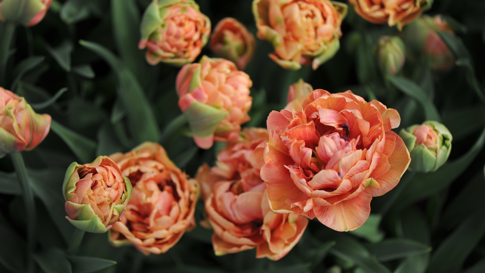 Dense clusters of orange, peach, and light green double-layered blooms contrast beautifully against dark green foliage.