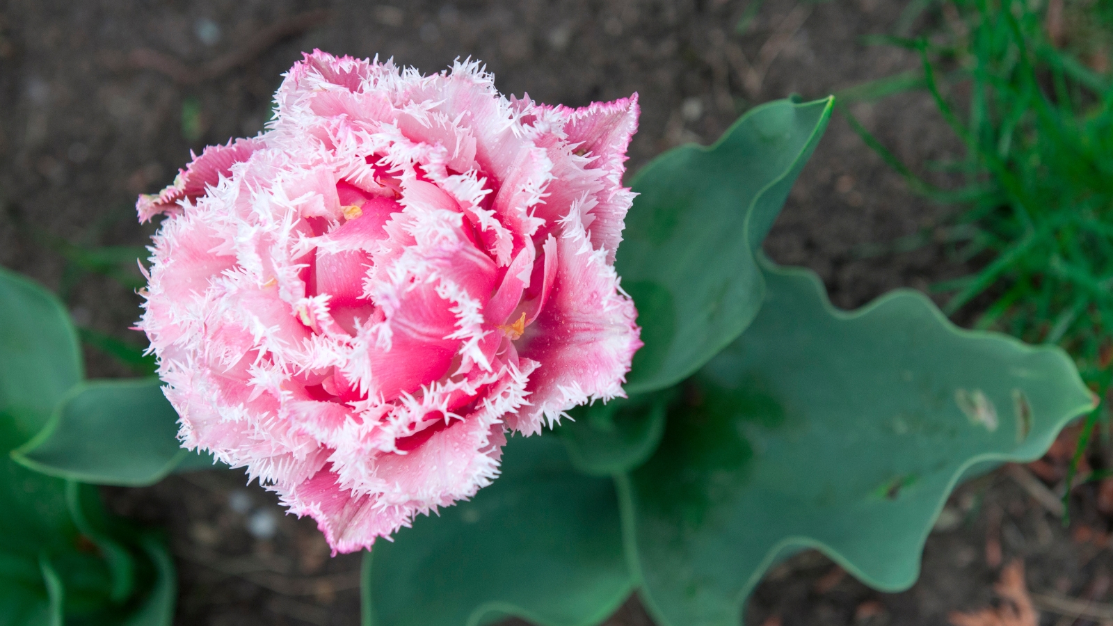 Large, densely packed blooms of soft pink, fringed petals with a silvery sheen and green background.