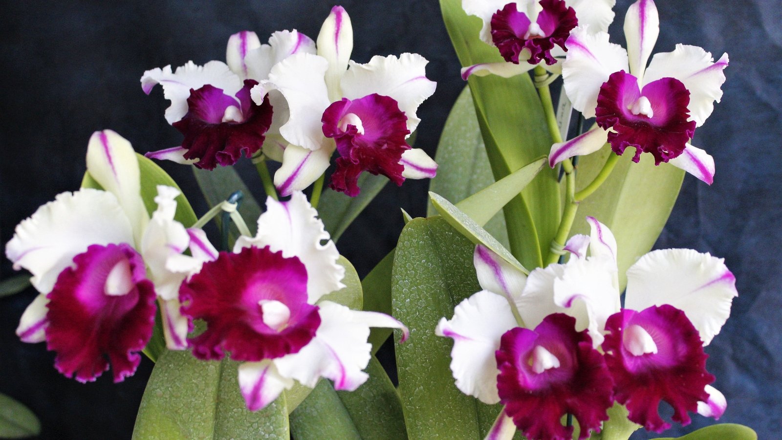 A cluster of vibrant purple and white flowers, each displaying a rich magenta lip and striking petal shapes with intricate frills around the edges.