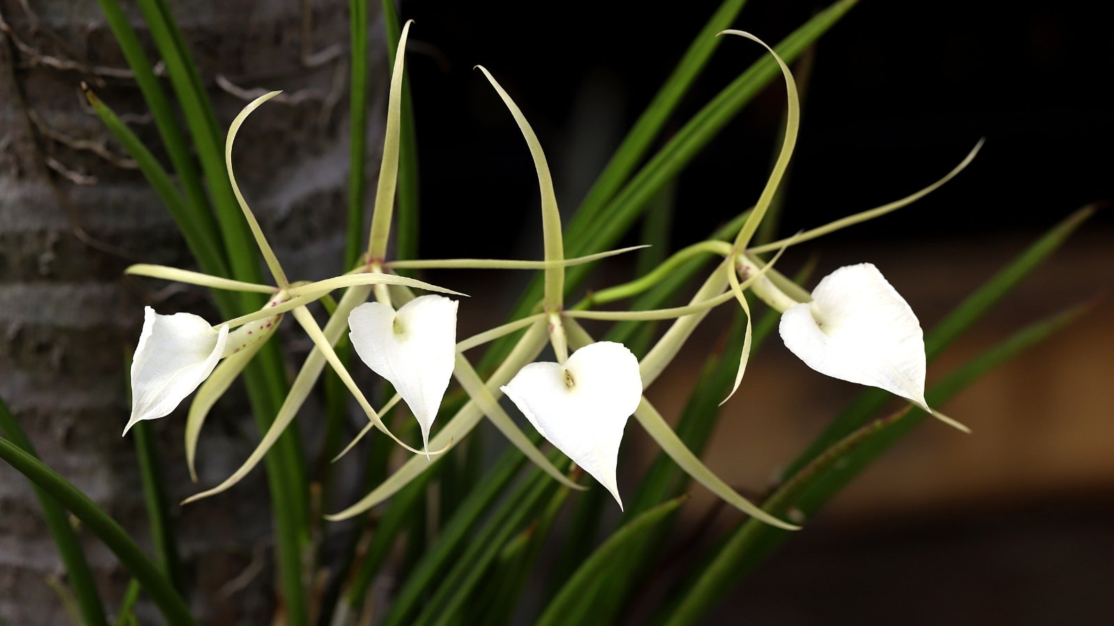 Three elegant, white tubular flowers with long, narrow petals and trumpet-shaped throats hang from thin stems, their delicate form catching the light.