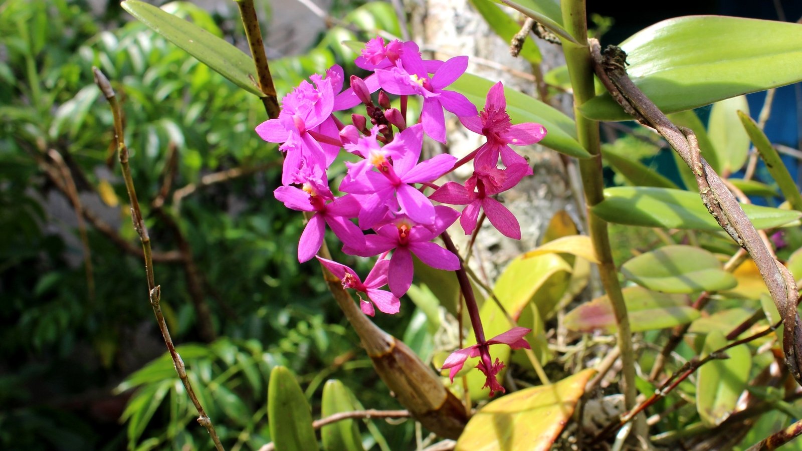 A vivid magenta-colored floral spike, featuring numerous tiny flowers in tightly packed clusters, blooms among a backdrop of verdant leaves.