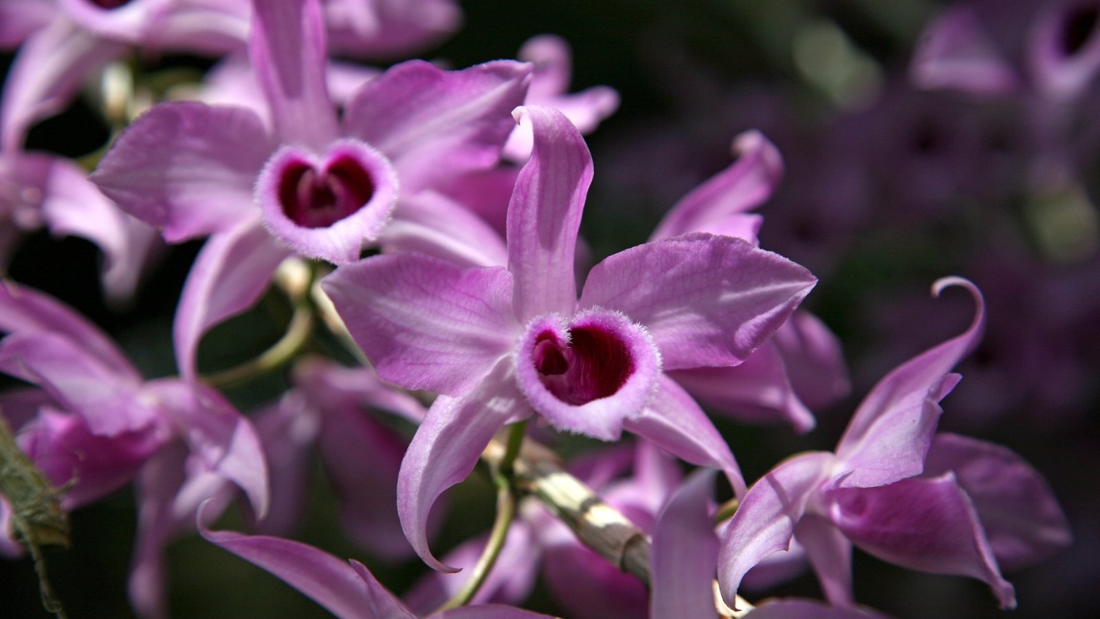 Several light lavender flowers with purple-tinted lips emerge from arched, slender green stems, each flower featuring a rich, central throat.