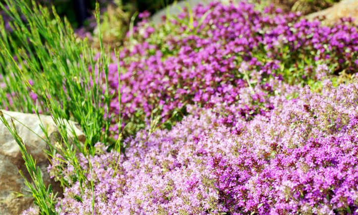 Mounded thyme growth habit