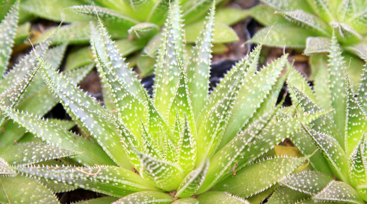 A close-up of an aloe vera plant with several plants in the background. The plant in the foreground is mature, with green leaves with white spikes along the edges. The leaves in the center of the plant are turning yellow, which is a sign that the plant is getting too much sun.
