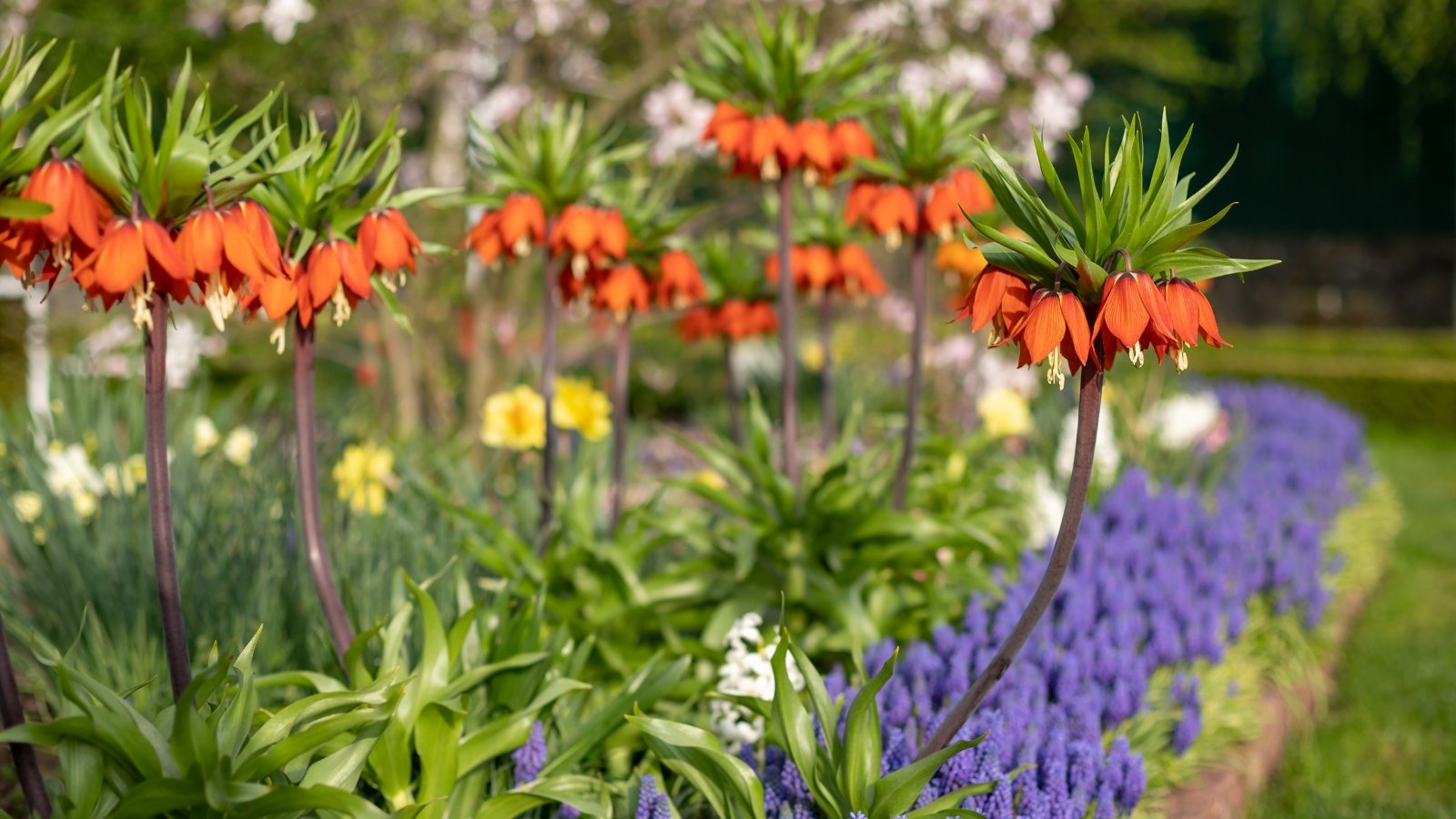 Tall, vibrant orange flowers with crown-like petals and drooping foliage, growing in an orderly row beside a garden path.