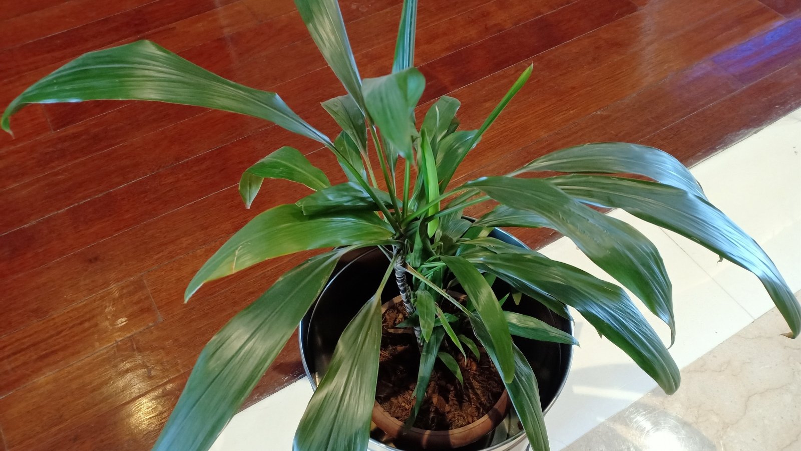 An elegant cast iron plant thrives in a brown pot, its slender leaves gracefully cascading downward. Set against a backdrop of white tiled flooring and warm wooden panels, this botanical addition brings a touch of nature to interior spaces.