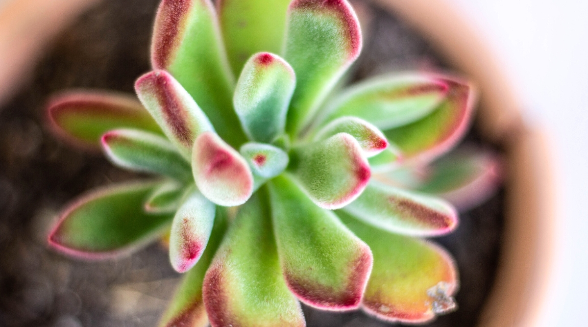 Top view, close-up of Echeveria pulvinata 'Ruby Blush' on a blurred clay pot background. This cultivar forms tight rosettes of densely packed, spoon-shaped leaves that exhibit a velvety texture and a striking blend of green and reddish hues. The leaves are coated in fine, silvery hairs. 'Ruby Blush' intensifies its red tones, especially along the leaf margins, in response to sun exposure or stress.