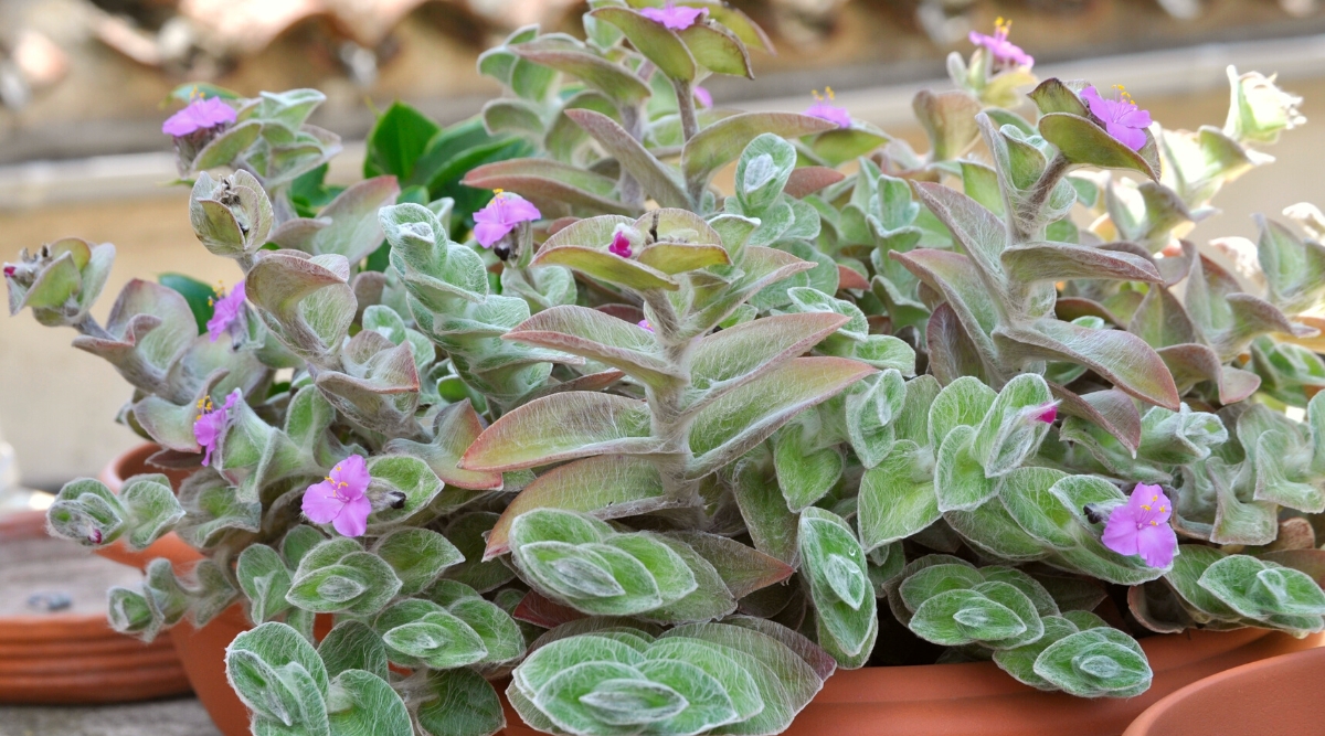 Close-up of a succulent plant Tradescantia sillamontana, commonly known as White Velvet, in a terracotta pot. This plant features trailing stems adorned with densely packed, lance-shaped leaves that are covered in fine, silvery-white hairs, giving them a velvety texture. The leaves have a green base color. Tradescantia sillamontana produces small, three-petaled, pink to pale lavender flowers that emerge from clusters of bracts.