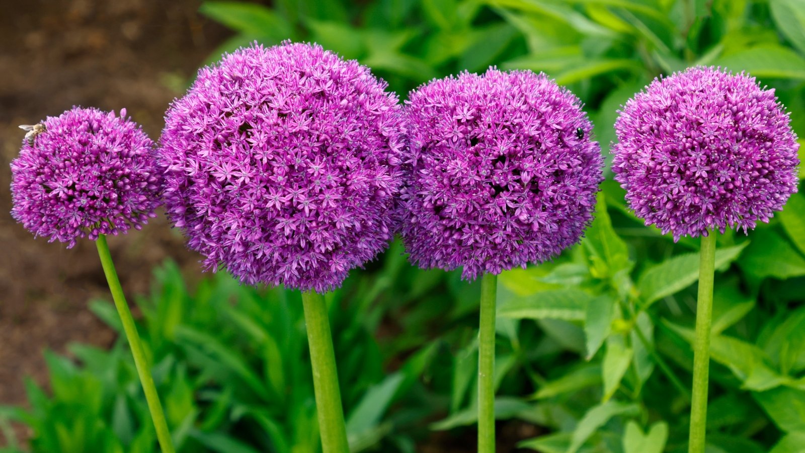 Large, spherical clusters of star-shaped purple flowers atop tall stems create a dramatic display against narrow, strap-like leaves.
