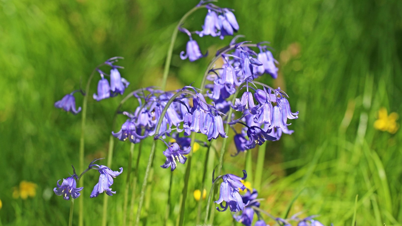 Bell-shaped, pale blue flowers cluster elegantly on arching stems, each flower curving delicately to one side, while long, slender green leaves emerge from the base, creating a lush, woodland effect.
