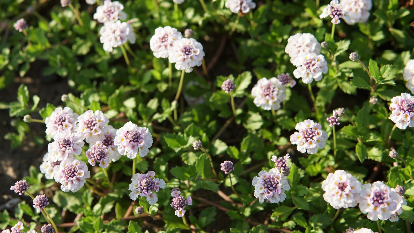 A dense patch of Phyla nodiflora with vivid green leaves and dainty white flowers appearing purple near the centers