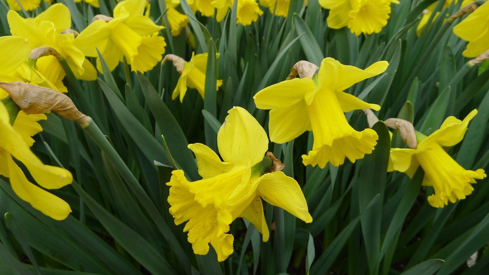 Bright yellow petals with a slightly frilled corona, on tall stems with narrow green leaves.
