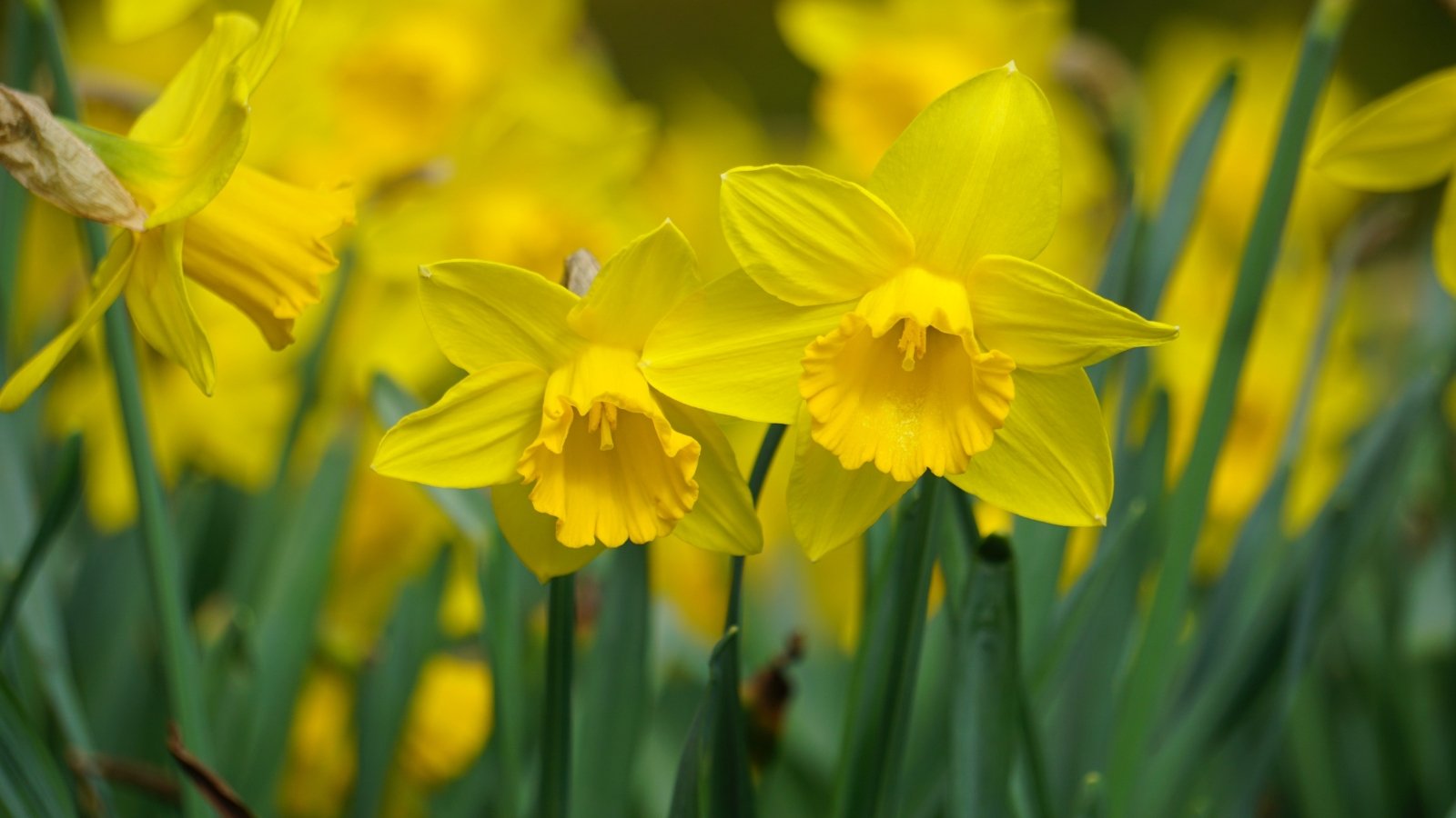 Brilliant yellow petals surround a golden-yellow trumpet, growing on sturdy stems with long, green leaves.
