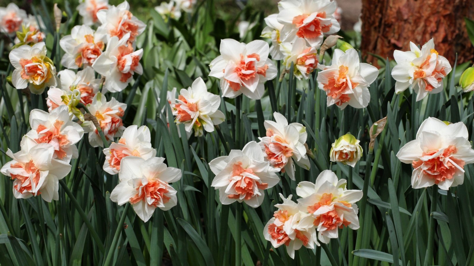 Its large blooms display creamy white petals with a bold, orange, frilled corona, while the plant’s dark green, linear leaves rise from thick, strong stems that support the striking flowers.