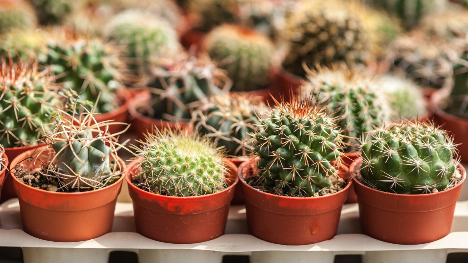 Various small cacti in plastic pots are displayed at a gardening store, showcasing different shapes and sizes against a neutral backdrop.
