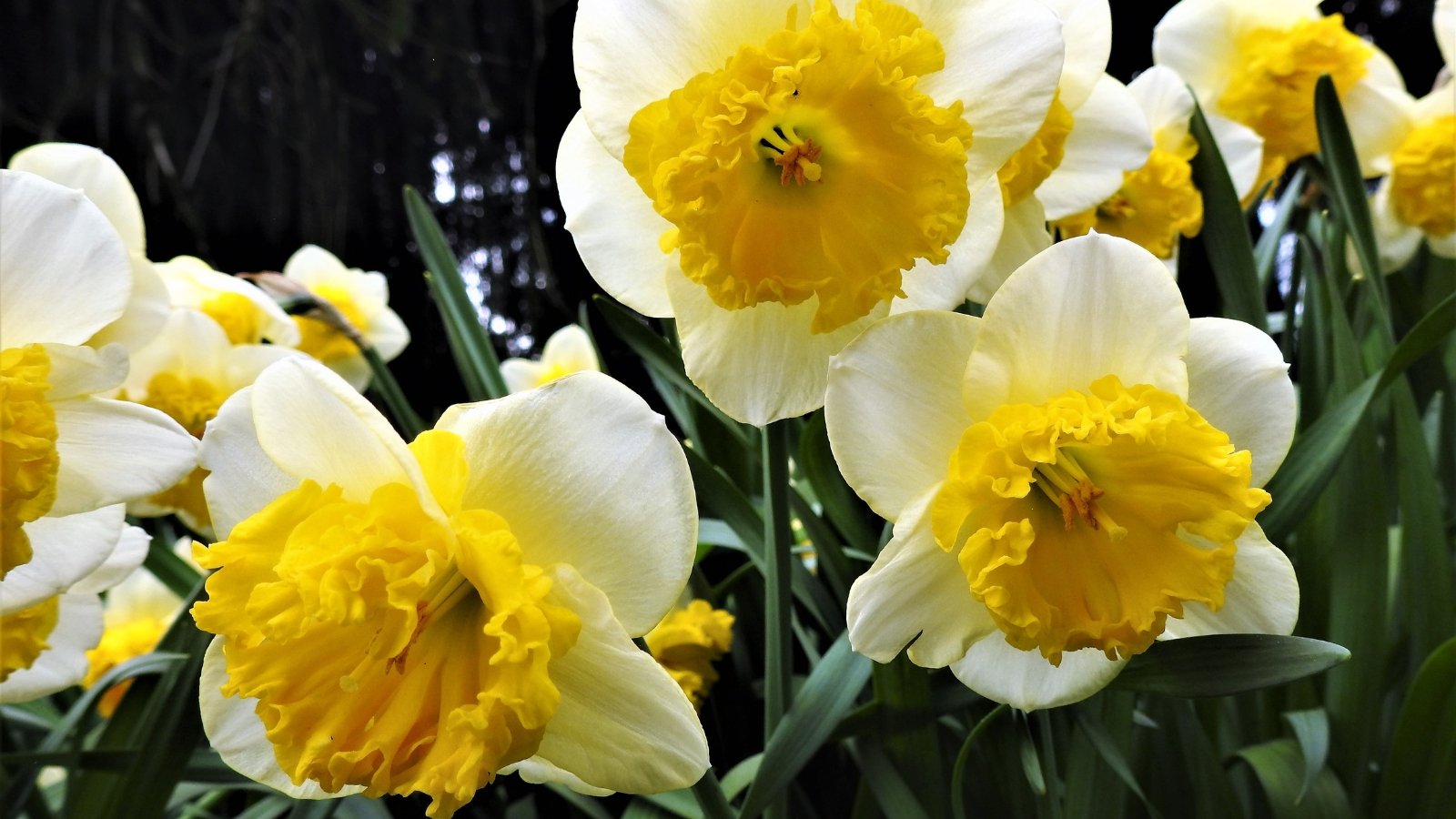 Bright yellow and white blossoms with ruffled orange centers stand out among narrow, upright green foliage that frames each flower, giving a striking and bold contrast.