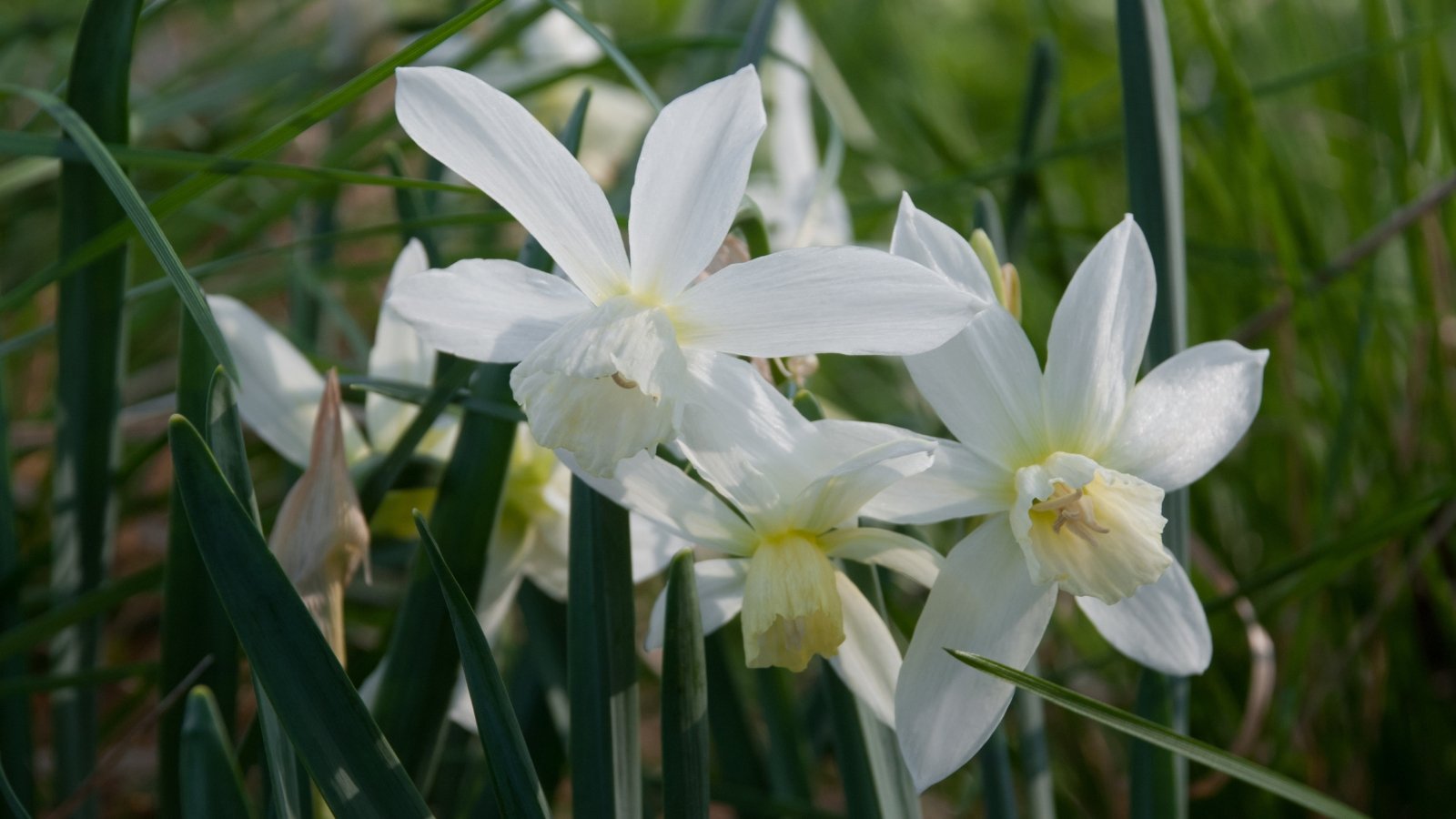 Clusters of pure white petals with yellow centers, surrounded by long, upright green leaves that enhance the elegance and simplicity of the flowers, giving them a pristine look.