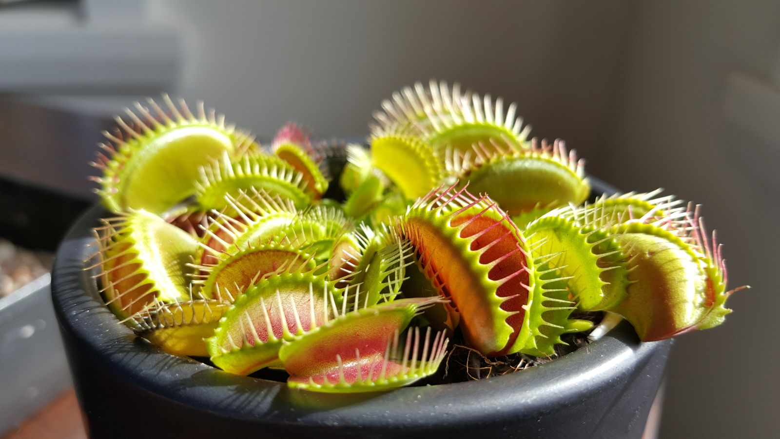 A focused shot of a potted Dionaea muscipula plant that highlights its composition of clam-like heads with long slender teeth, an overall light green and red hue.