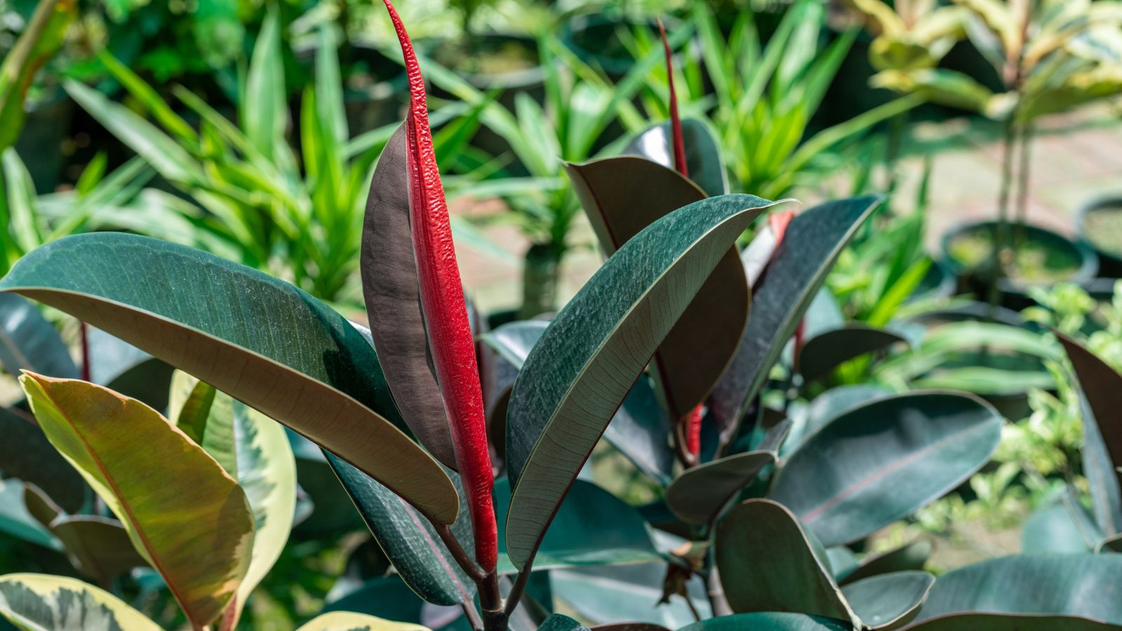 A focused shot of the Ficus elastica 'Burgundy' plant that showcases its dark and broody leaves with a red center spire-like matter that is a part of the stem.