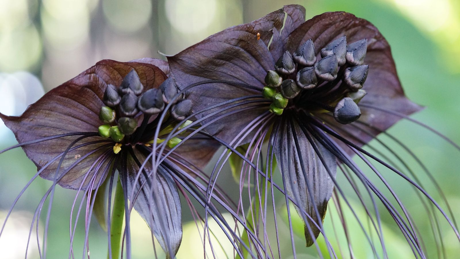 A focused shot of two Tacca chantrieri plants that showcases its dark-purple to black color and its unique appearance that resembles a mix of bat and whiskers of a cat 