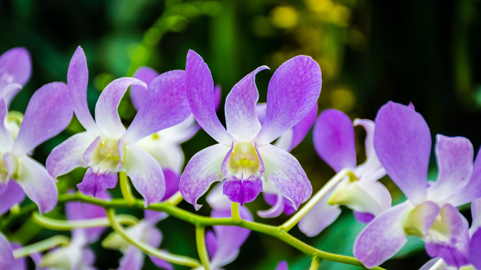 Pale lavender and white flowers with long, elegant petals, arranged in a delicate arching pattern.