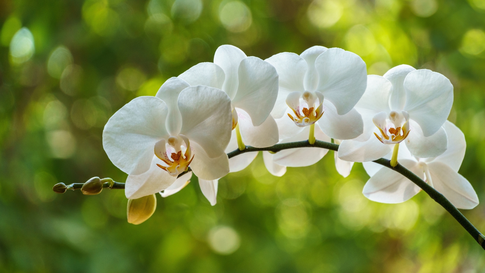 Pristine white flowers with broad, smooth petals surrounding a golden-yellow center, set against soft green leaves.