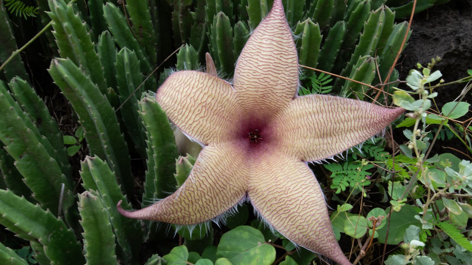 A close-up shot of the Stapelia gigantea
plant that showcases its star-shaped blooms with a flesh overall color patterned with light purple-magenta finger-print like streaks, with other plants in the background. 