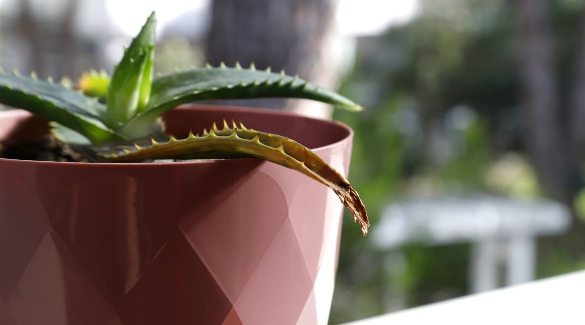 Close-up of aloe vera in a decorative burgundy pot on a light windowsill. The plant is characterized by a rosette of thick, fleshy, lance-shaped leaves of a dark green color with prominent serrated edges. One leaf is brown-black due to rotting.