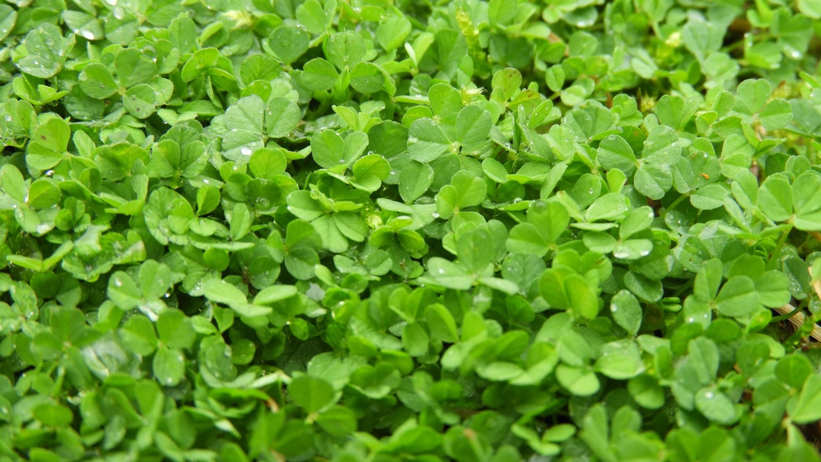 Simple methods to Change Your Yard with Microclover