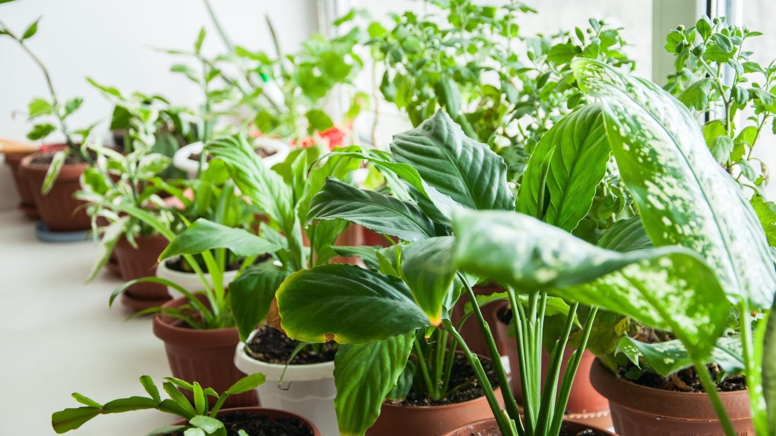 9 Expert Choices for Transitioning Houseplants Indoors for Winter