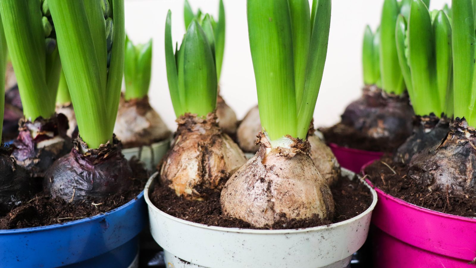 10 Bulb-Planting Errors to Steer clear of this Fall