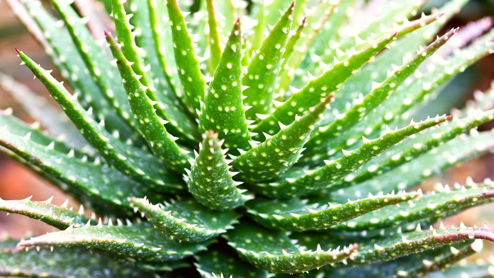 One of many easiest methods to Plant, Develop, and Deal with Minnie Belle Aloe