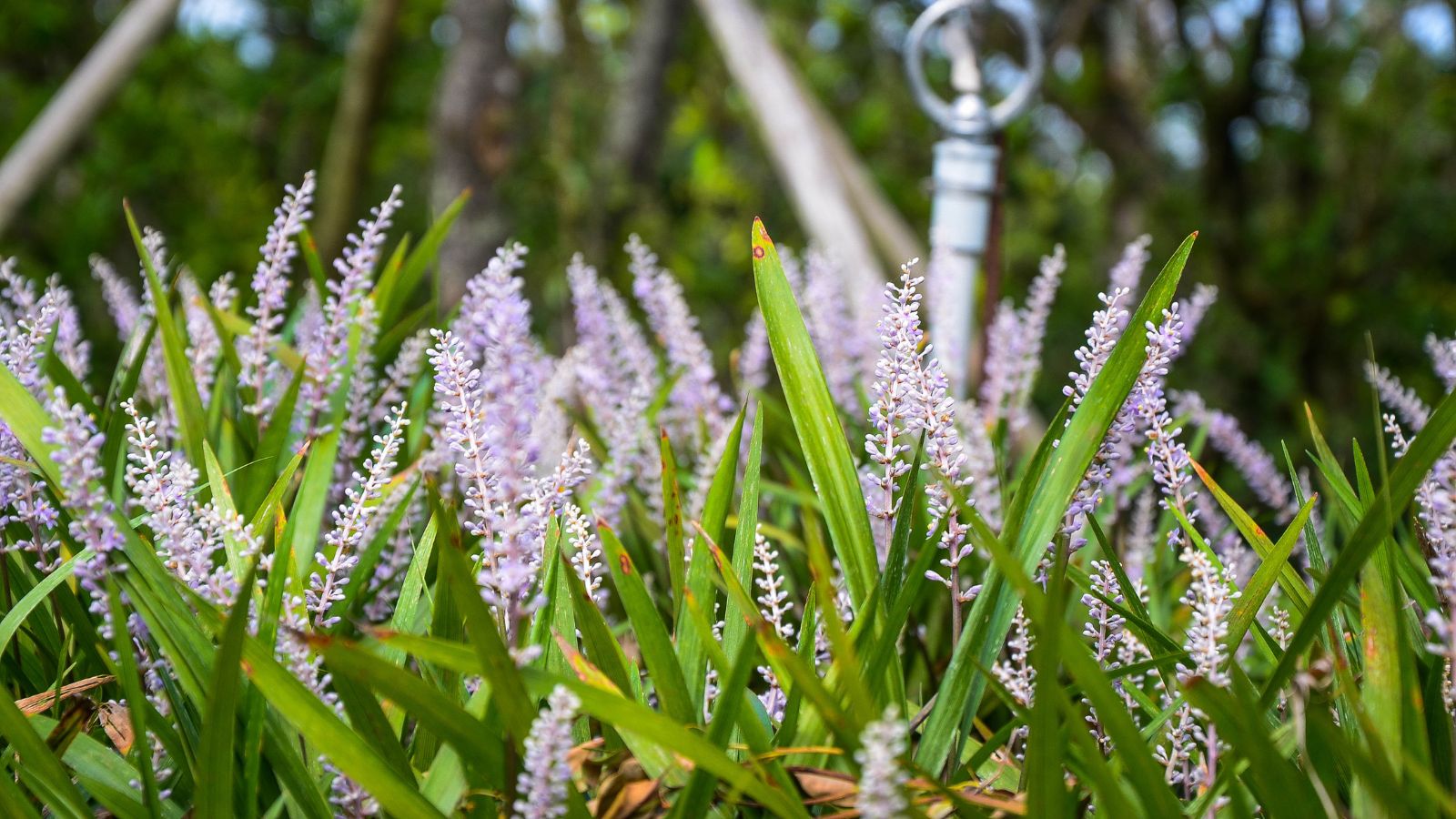 Study to Plant, Develop, and Deal with Ophiopogon Japonicus