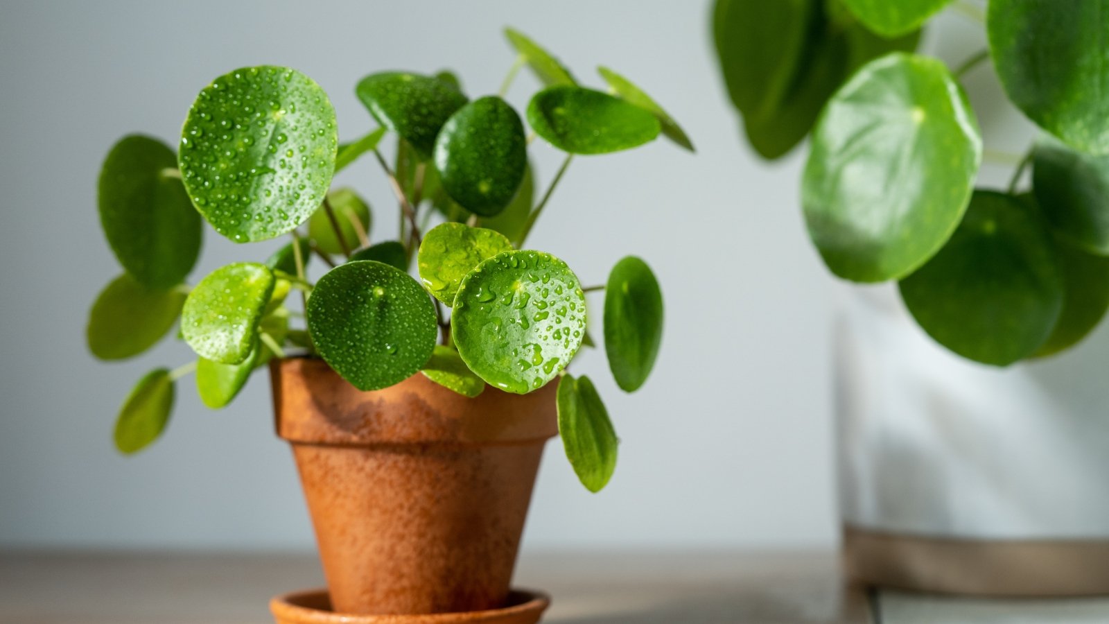 21 Forgiving Houseplants Which can be Easy to Maintain Alive