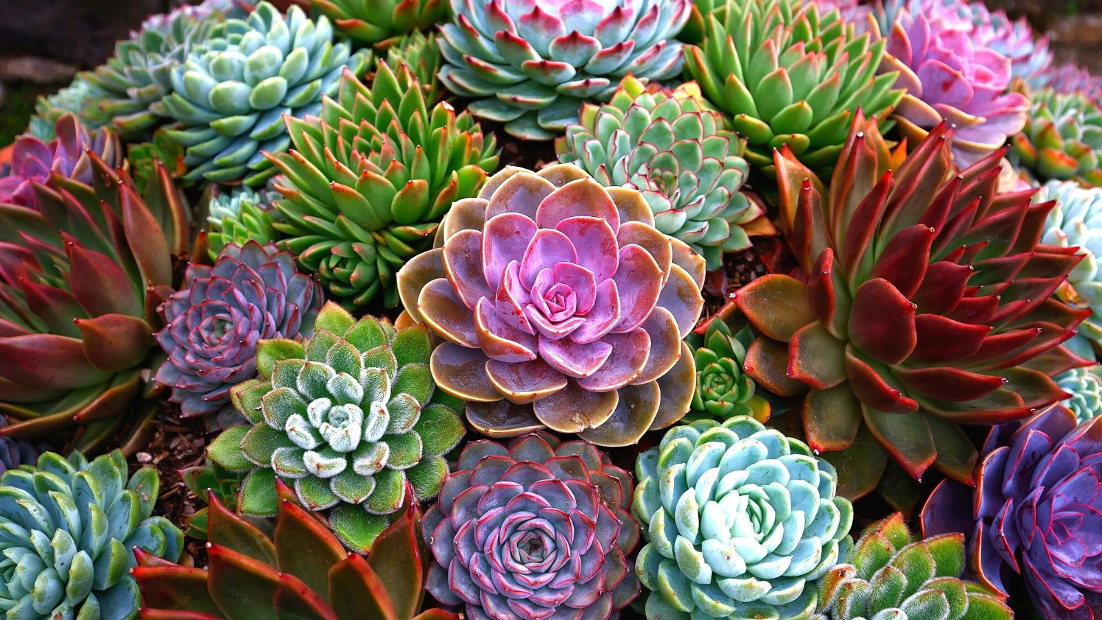 Which Succulents Are Secure for Pets? (And seven Vegetation to Steer clear of)