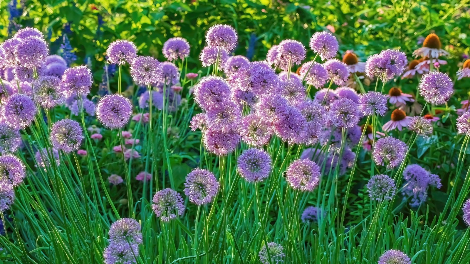 When to Plant Allium Bulbs