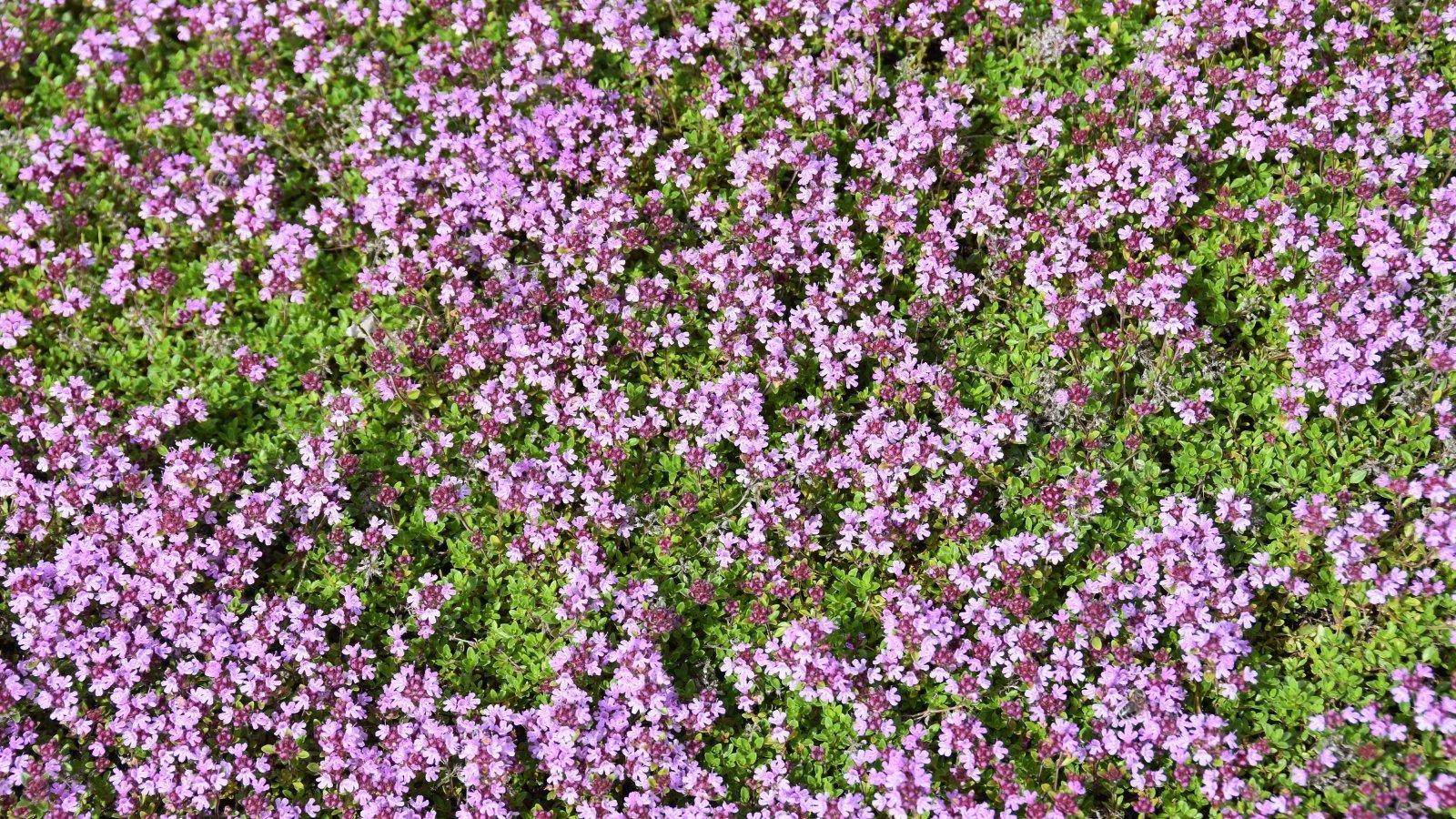 The most effective technique to Plant, Develop, and Handle Creeping Thyme