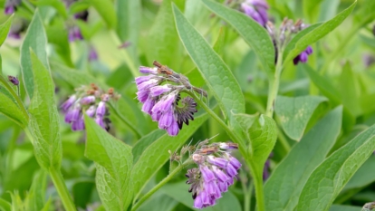 Healthy Symphytum officinale with dainty and beautiful purple flowers surrounded by vibrantly green leaves and stems