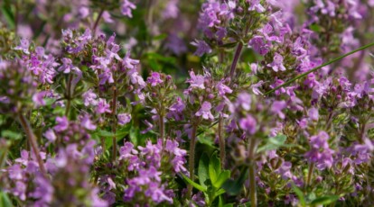 Rich, royal purple Creeping Thyme blossoms burst forth, capturing attention with their vivid hue. Slender stems gracefully interweave, supporting the lush, green leaves. Together, they compose a mesmerizing tapestry of color and texture.